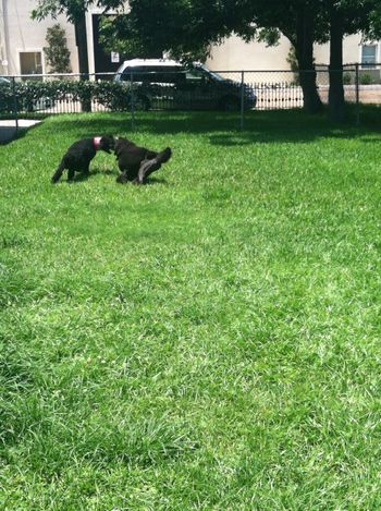 Cali & Jacki taking a play break at Fleur de Paws in New Orleans in between show and pet trim sessions for the Creole Poodle Club Grooming Seminar
