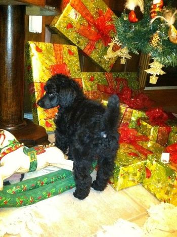 Puppies aren't just for Christmas!
