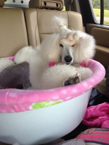 Headed home from earning her championship title in AKC
