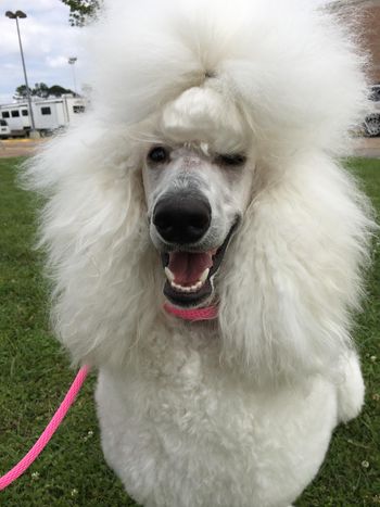 That's a lot of hair!
