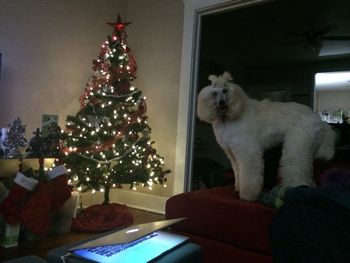 Zydeco, her 1st night in her new furever home (same pup I am kissing in other photo!)

