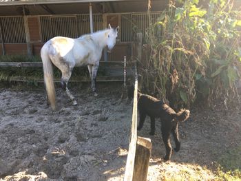 Theo got a horse!
