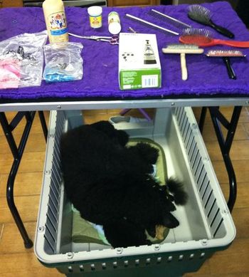 Basics for a show puppy (Don't forget the puppy!)
