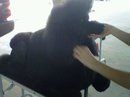 Comet being prepared for the ring in Hattiesburg, MS, by her favorite junior handler, DiAnna

