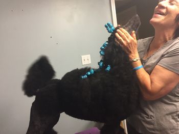 fully banded and wrapped - growing show coat and making her Mimi laugh
