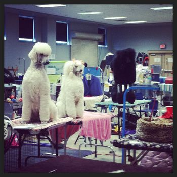 Armani & Camille checking out the sights at the Kenner, LA dog show, August 2013
