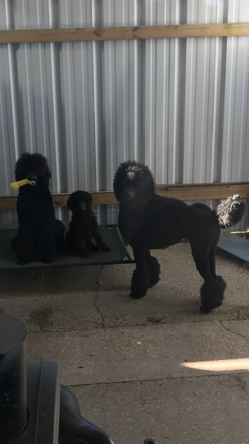 L to R - Willa, Cocoa, Natalie
