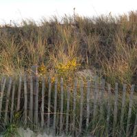 Cape Cod by Kelp Monkey and The Buoy Battalion