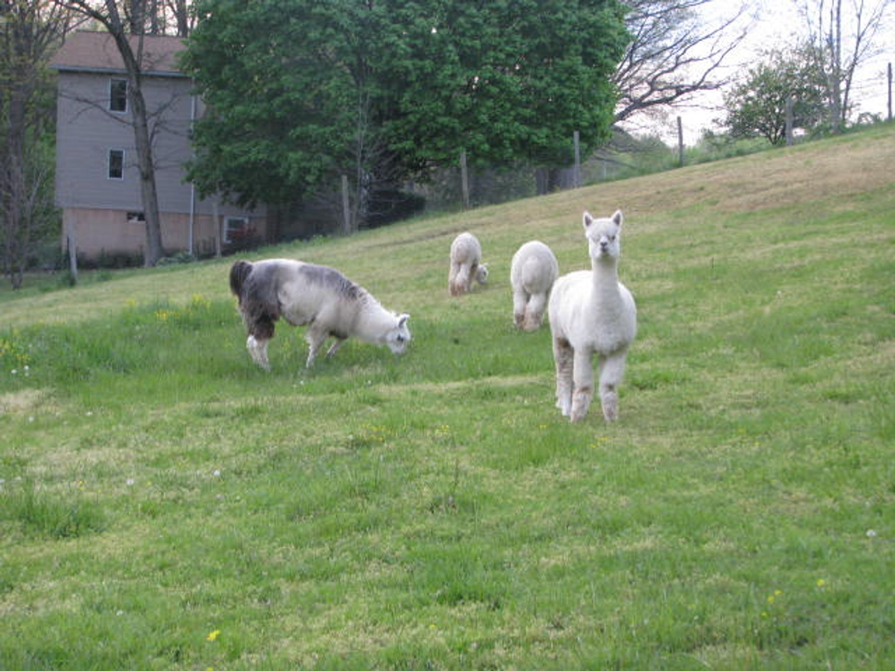 Almosta Ranch Almosta Ranch Alpacas - LLamas