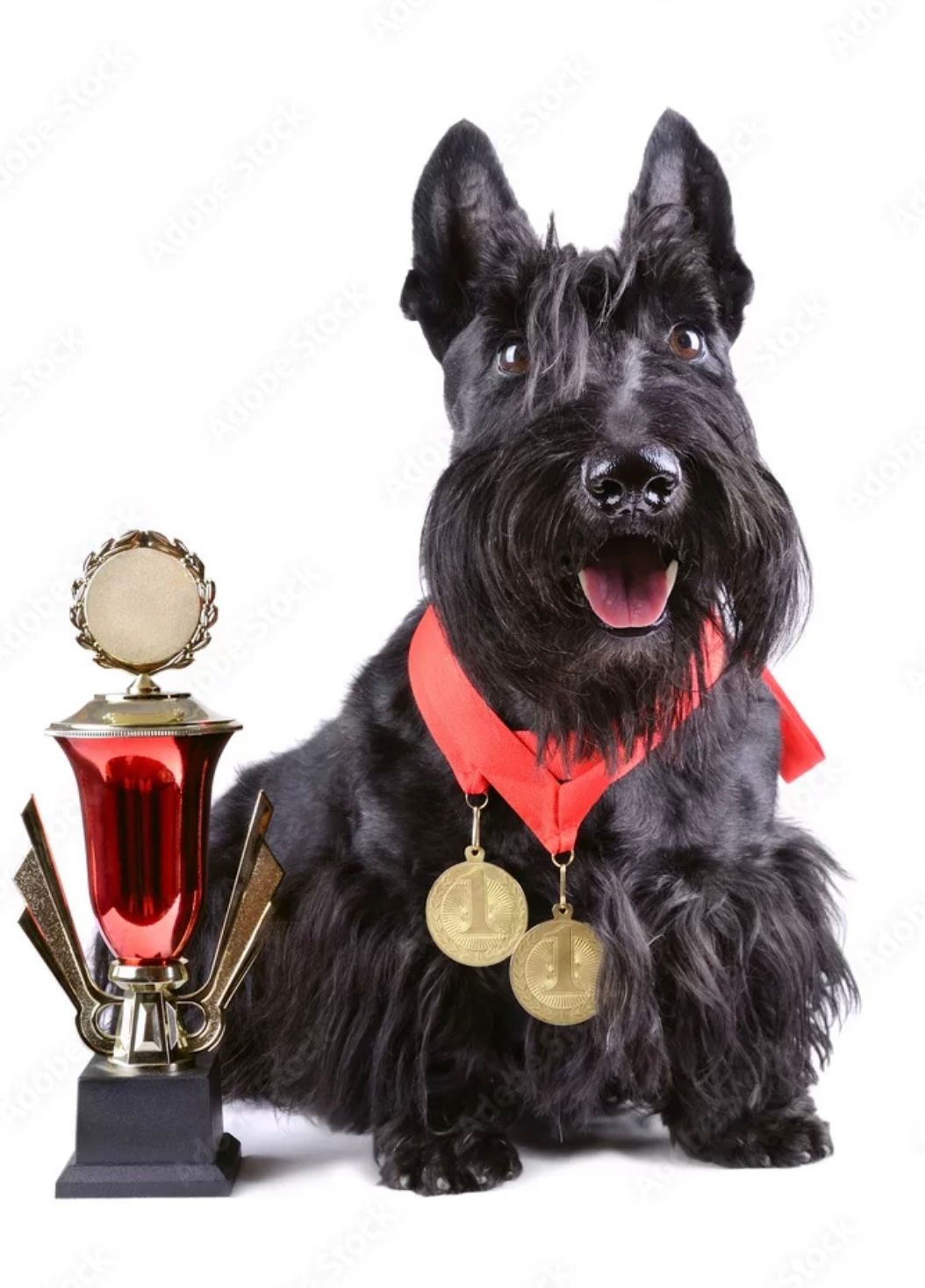 Sponsorship / Trophy Donation