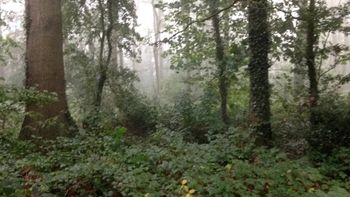 Grumpy woods
