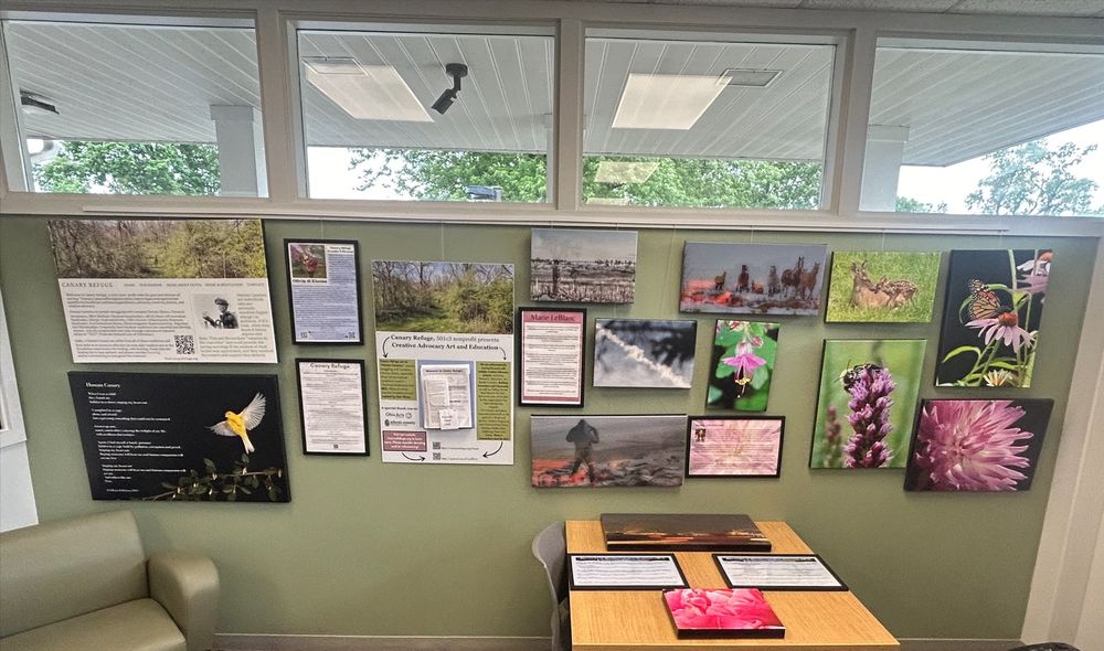 Canary Refuge Creative Advocacy Art & Educationexhibit