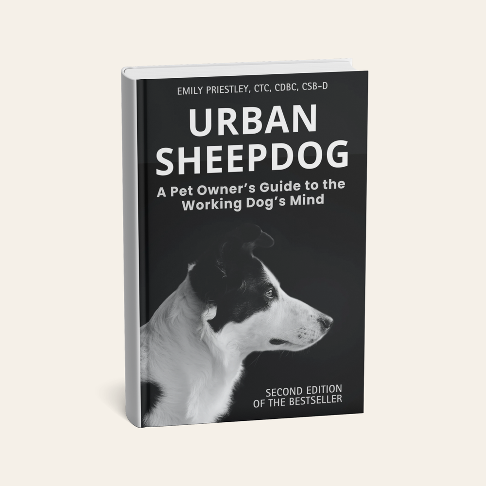 Urban Sheepdog
