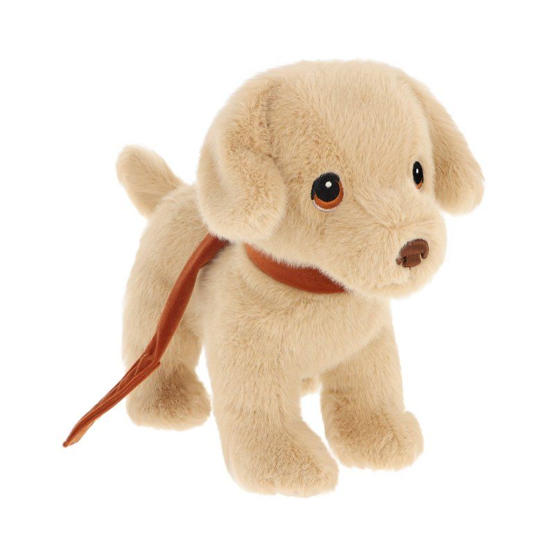 Golden Puppy on a Lead