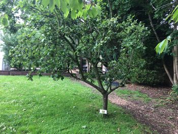 Apple Tree

