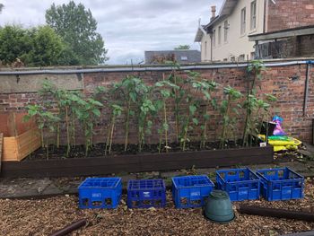 Our Sunflowers
