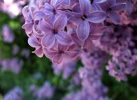 Lilac Festival on Mackinac Island