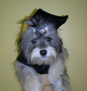 Yorkie-Poo
