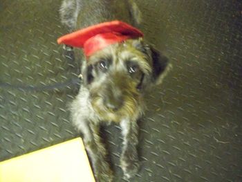 Schnauzer X
