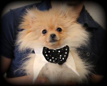 Pomeranian
