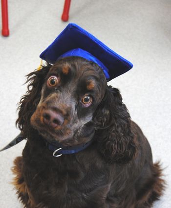 Cocker Spaniel
