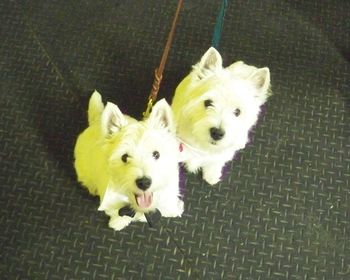 Westies
