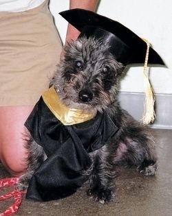 Scottie-poo
