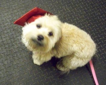 Havanese
