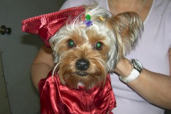 Yorkie
