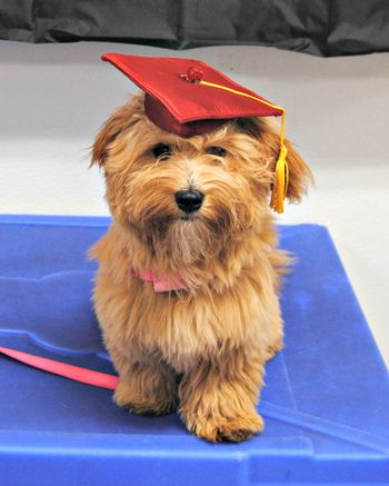 Havanese
