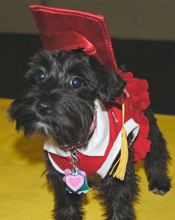 Mini-Schnauzer
