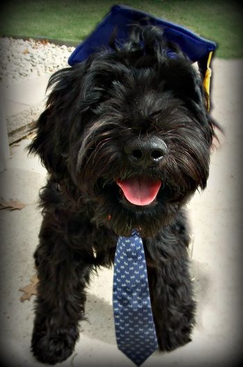 Labradoodle
