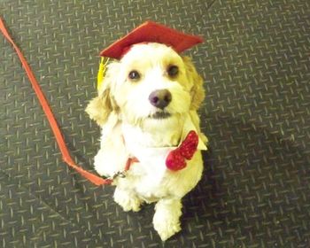 Cockapoo
