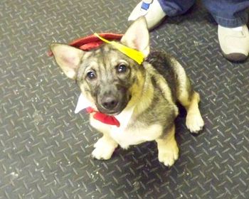 Swedish Vallhund
