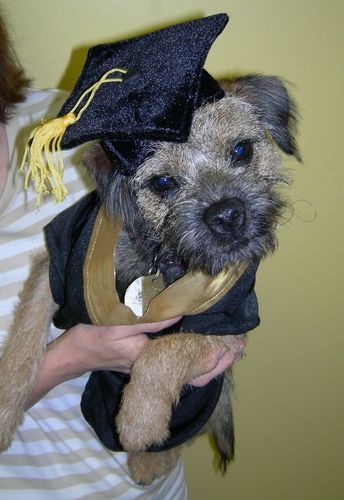 Border Terrier
