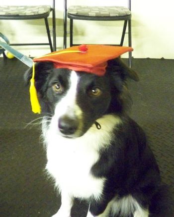 Border Collie
