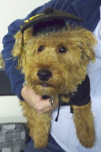 Welsh Terrier
