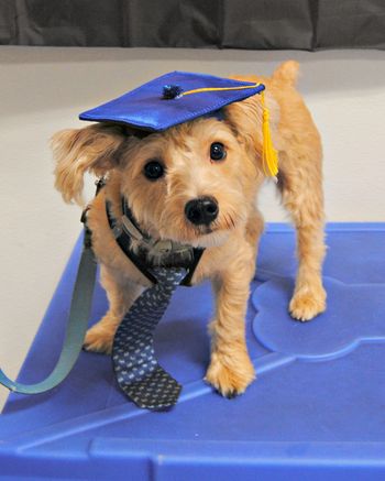 Yorkie-Poo
