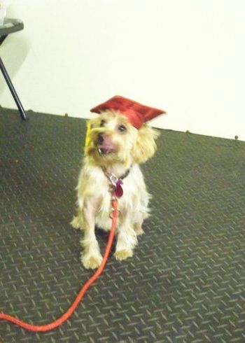 Yorkie
