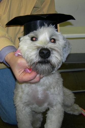 Wheaton Terrier
