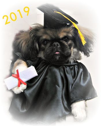 Pekingese
