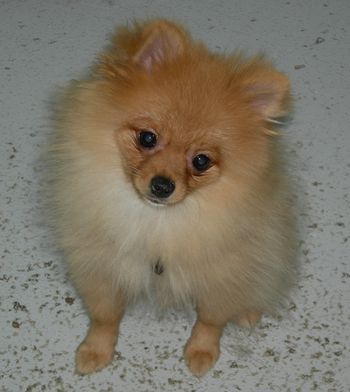 Pomeranian
