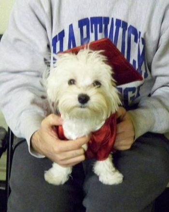 Malti-poo
