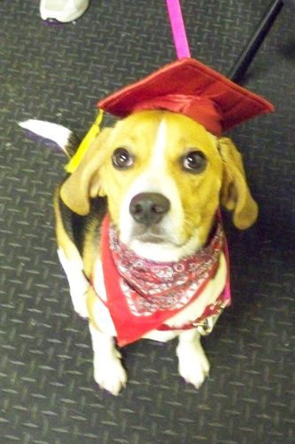 Beagle

