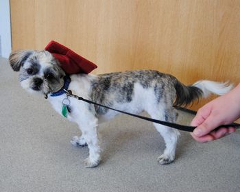 Shihtzu
