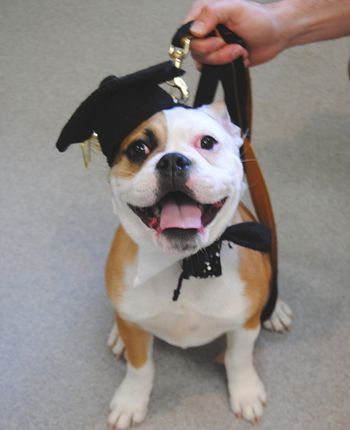 Mini English Bulldog
