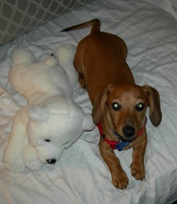 Mini Dachsund
