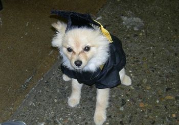 Pomeranian
