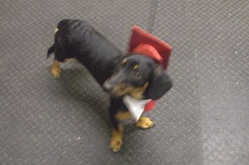 Dachsund X

