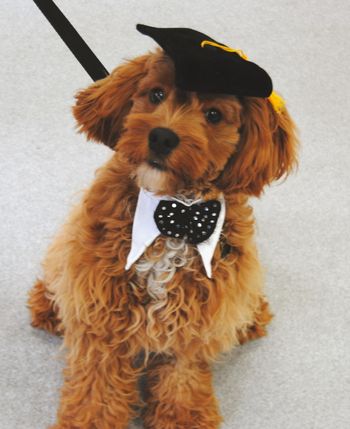 Cockapoo
